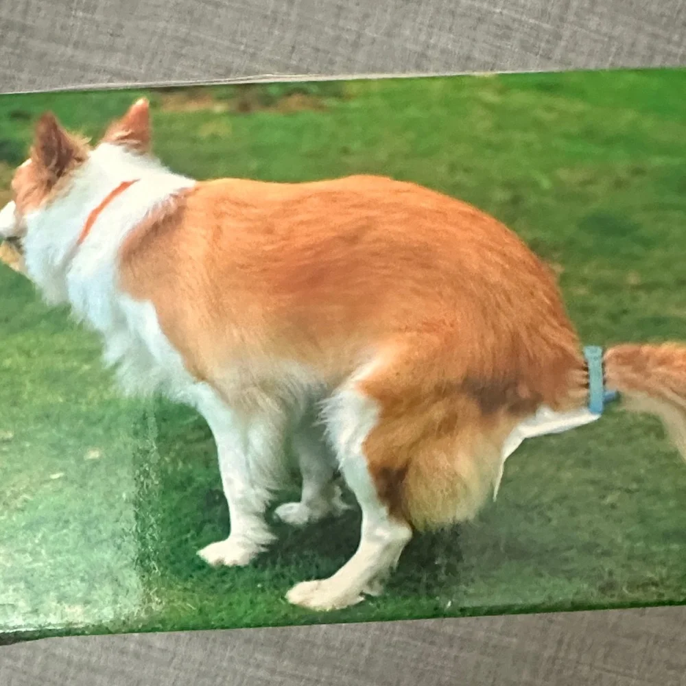 Dog poop collector Wrap for collector